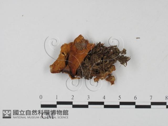登錄號:F0015442藏品圖，第1張