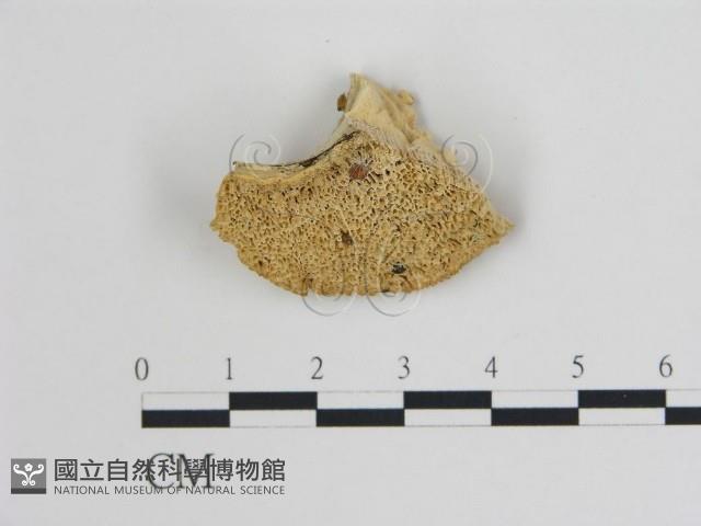 登錄號:F0009442藏品圖，第1張