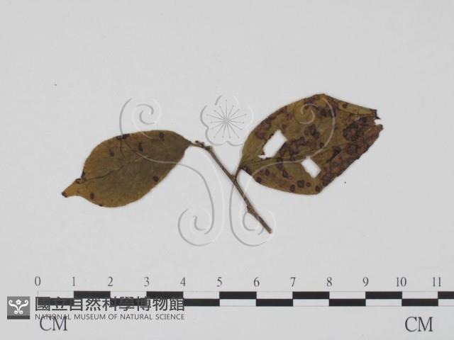 登錄號:F0019442藏品圖，第1張