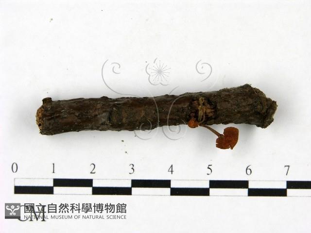 登錄號:F0023442藏品圖，第1張