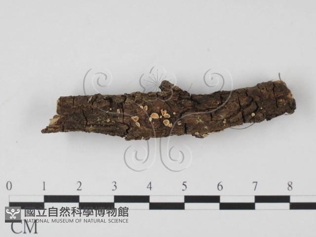 登錄號:F0003442藏品圖，第1張