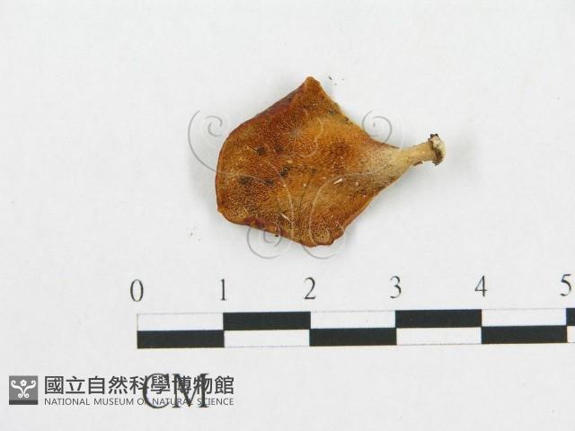多孔菌屬藏品圖，第1張