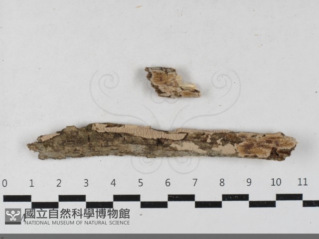 登錄號:F0033442藏品圖，第1張