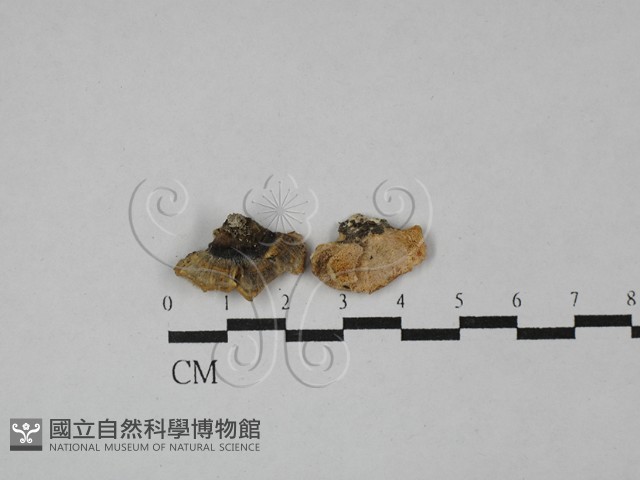 栓菌屬藏品圖，第1張