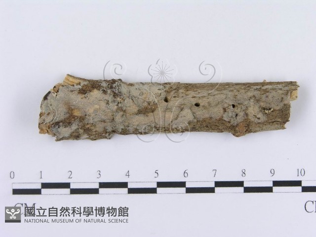 登錄號:F0008742藏品圖，第1張