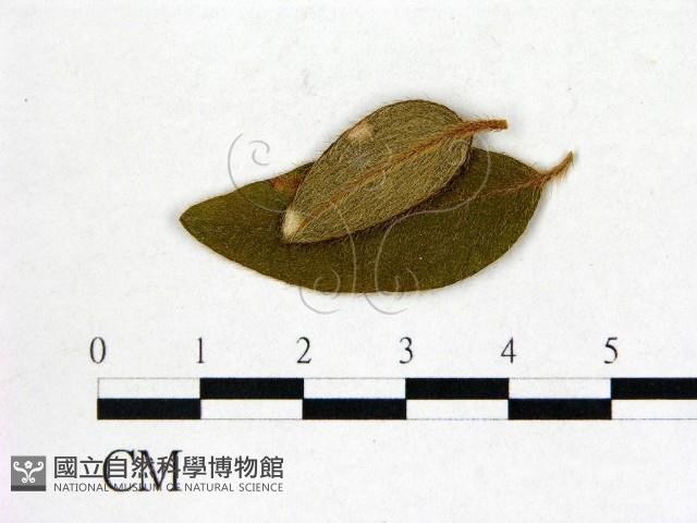 登錄號:F0020742藏品圖，第1張