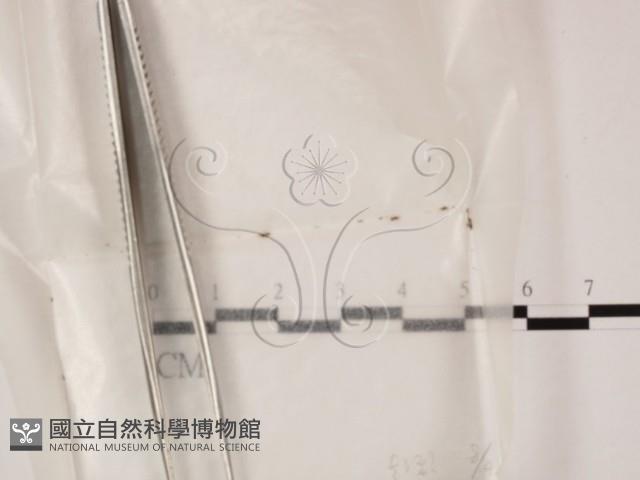 登錄號:F0000742藏品圖，第1張