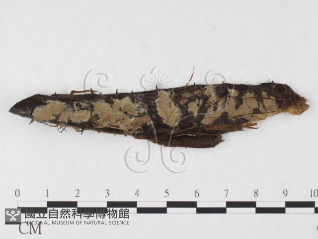 登錄號:F0026742藏品圖，第1張