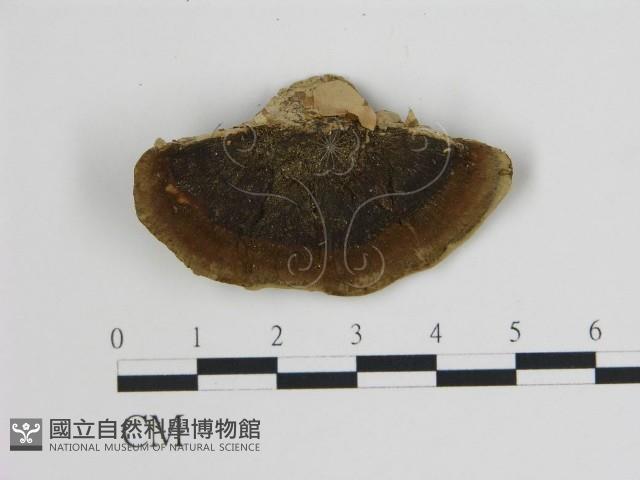 登錄號:F0006742藏品圖，第1張