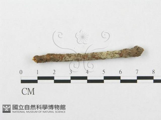 登錄號:F0016742藏品圖，第1張