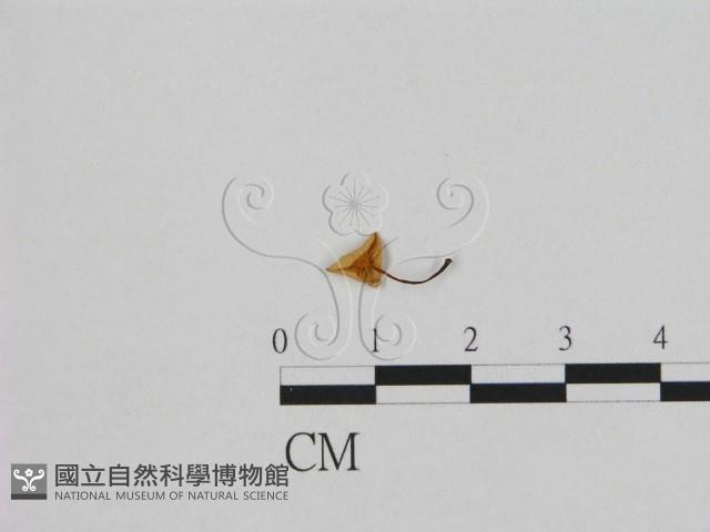 登錄號:F0001742藏品圖，第1張