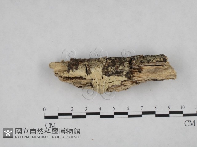登錄號:F0024742藏品圖，第1張