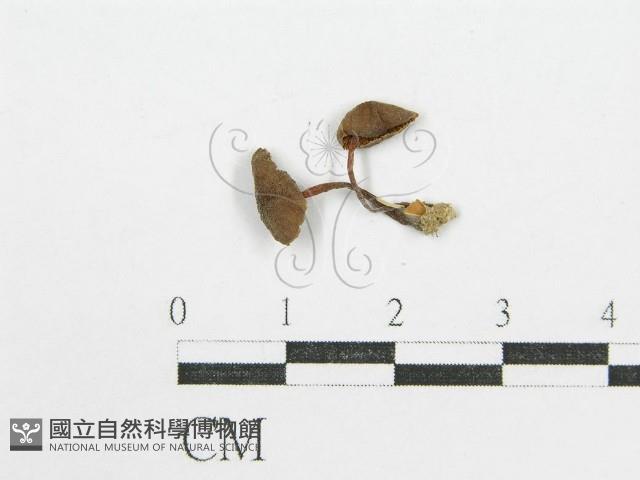登錄號:F0004742藏品圖，第1張