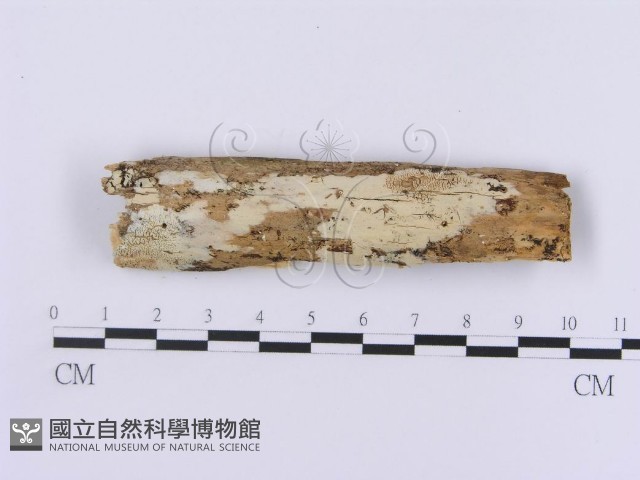 登錄號:F0014742藏品圖，第1張