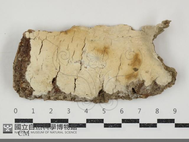 登錄號:F0034742藏品圖，第1張