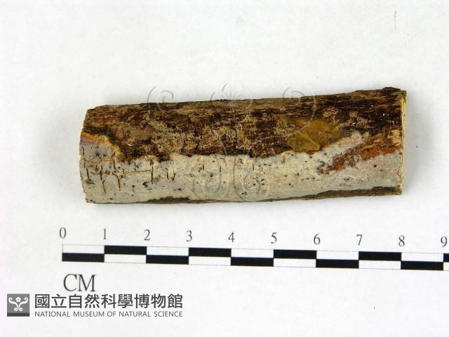 顯絲菌屬藏品圖，第1張
