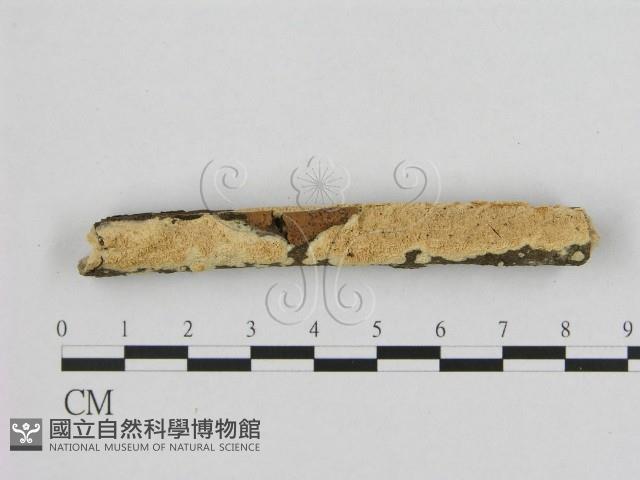 銳孔菌屬藏品圖，第1張