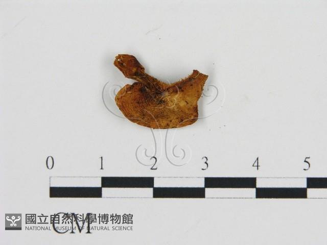 齒菌屬藏品圖，第1張