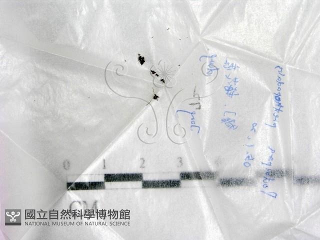 登錄號:F0017742藏品圖，第1張