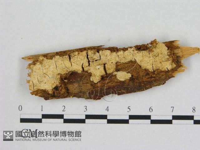 登錄號:F0015742藏品圖，第1張
