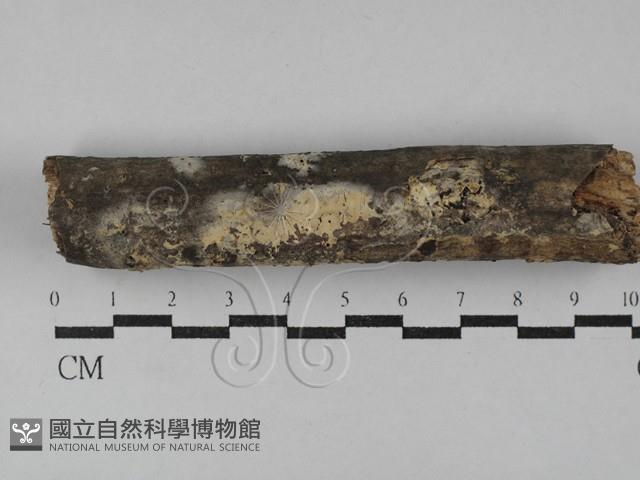 顯絲菌屬藏品圖，第1張