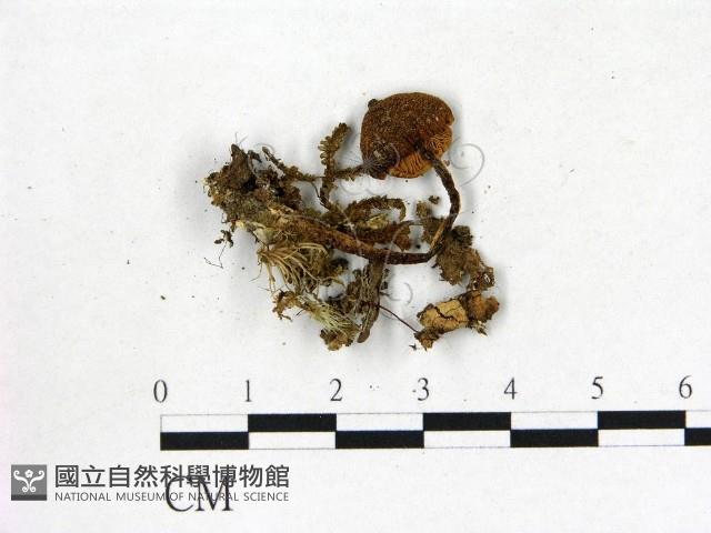 粉褶菌屬藏品圖，第1張