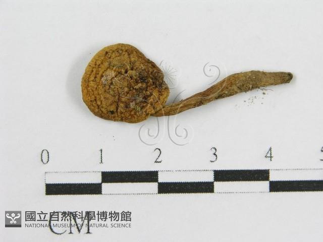 登錄號:F0003742藏品圖，第1張