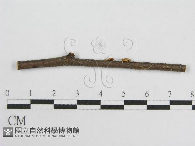 微皮傘屬藏品圖，第1張