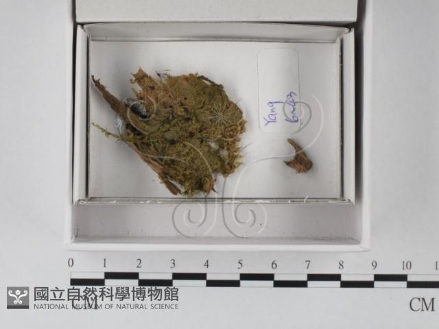 登錄號:F0020542藏品圖，第1張