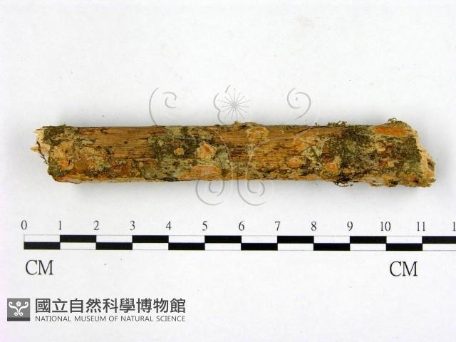 登錄號:F0000542藏品圖，第1張