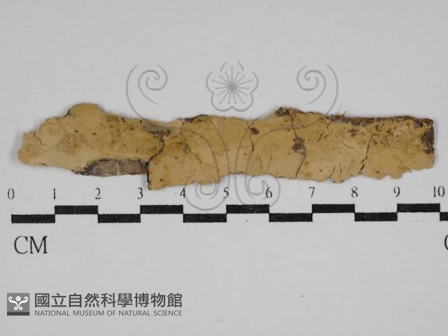 登錄號:F0030542藏品圖，第1張