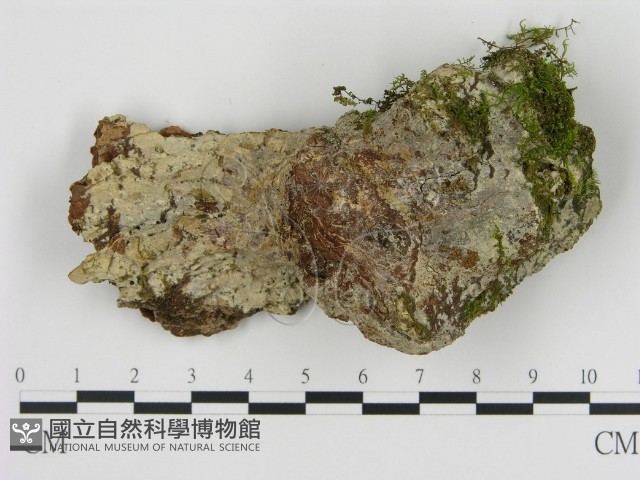 登錄號:F0016542藏品圖，第1張