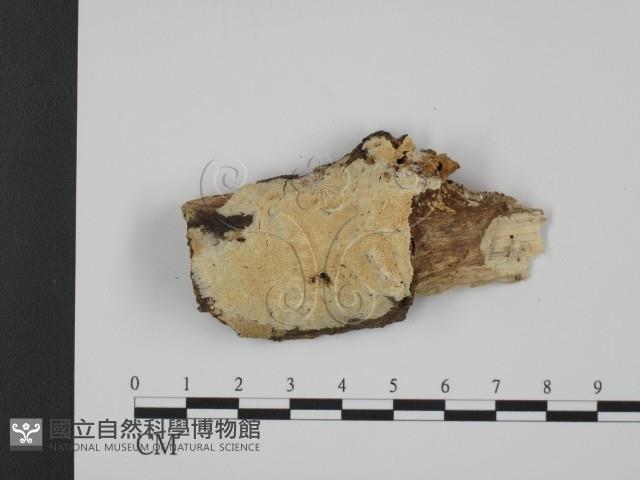登錄號:F0001542藏品圖，第1張
