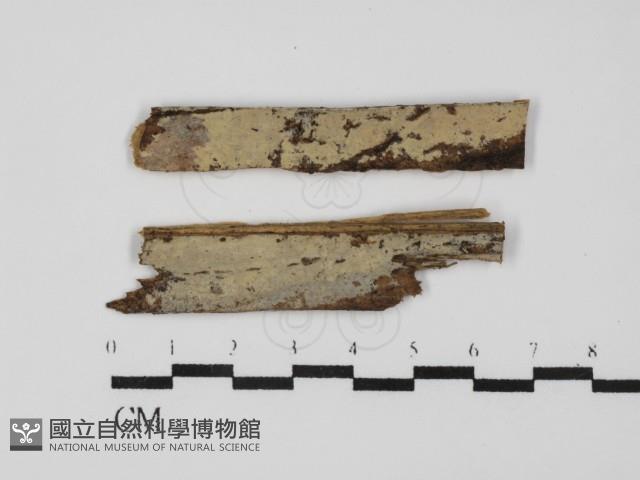 登錄號:F0031542藏品圖，第1張