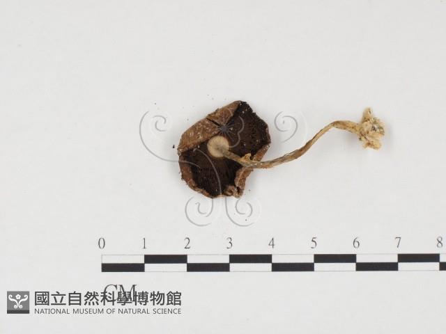 登錄號:F0024542藏品圖，第1張