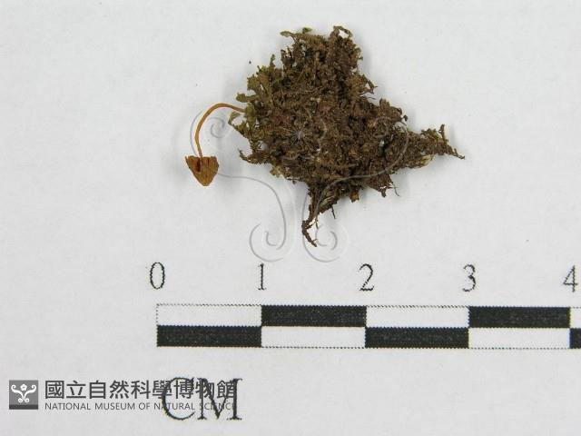 登錄號:F0014542藏品圖，第1張