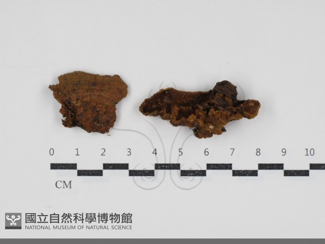 纖孔菌屬藏品圖，第1張