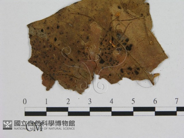登錄號:F0007542藏品圖，第1張