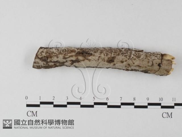 筍殼菌屬藏品圖，第1張