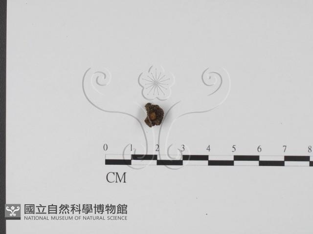 登錄號:F0015542藏品圖，第1張