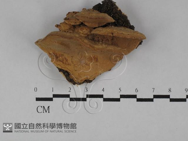 登錄號:F0029542藏品圖，第1張