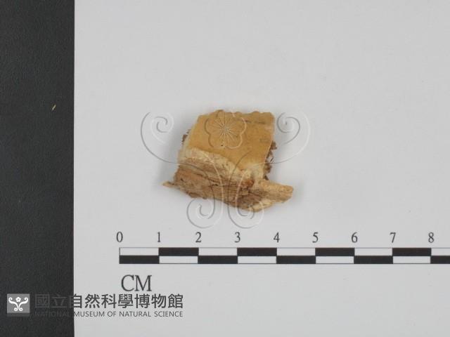 登錄號:F0009542藏品圖，第1張