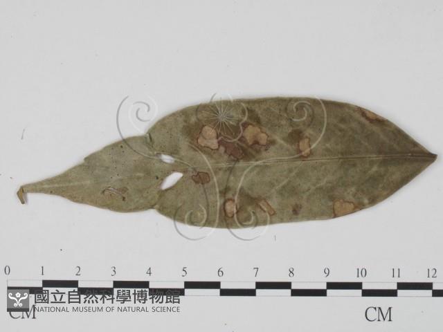 登錄號:F0019542藏品圖，第1張