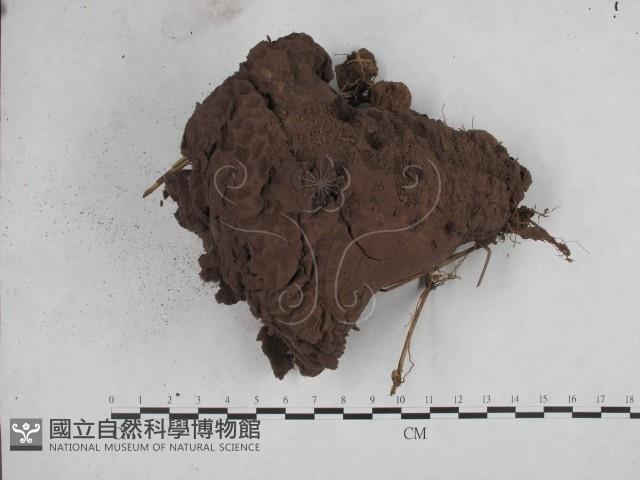 紫色禿馬勃藏品圖，第1張