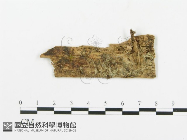 串擔革菌屬藏品圖，第1張