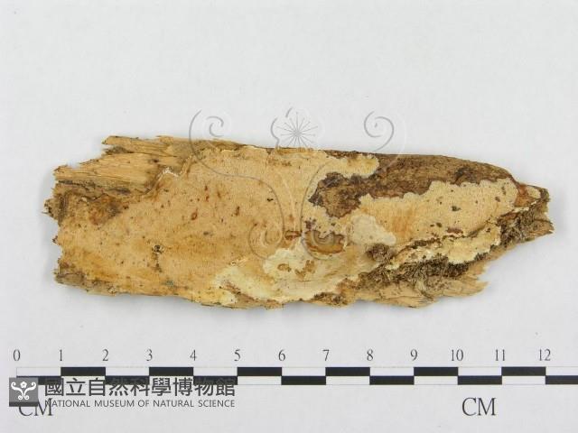 登錄號:F0008142藏品圖，第1張