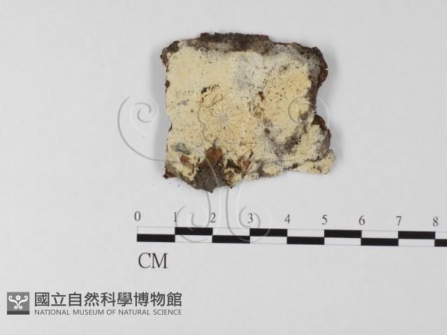 登錄號:F0020142藏品圖，第1張