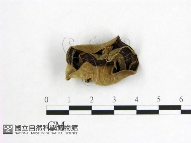 木耳屬藏品圖，第1張