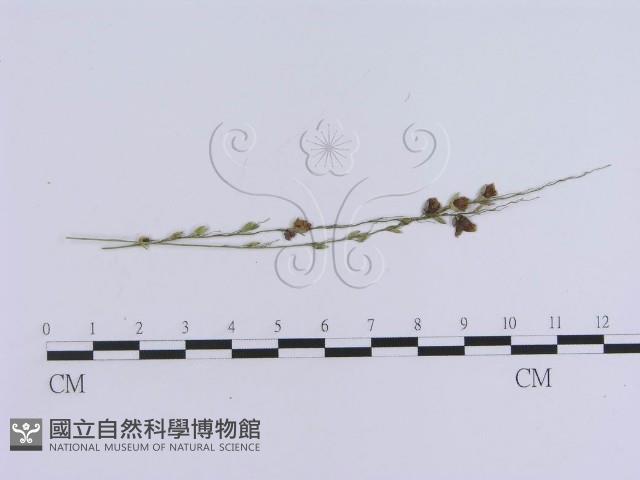 登錄號:F0010142藏品圖，第1張