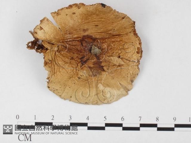 登錄號:F0026142藏品圖，第1張